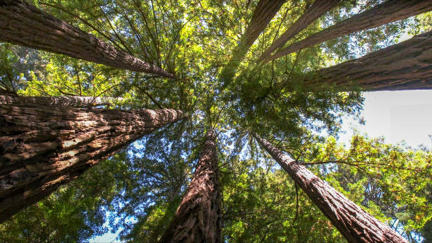 Best Tree Cabling and Bracing  in New Market, MD