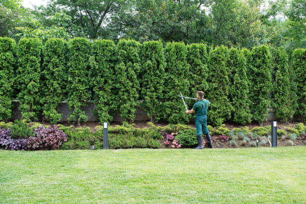 Best Tree Health Inspection  in New Market, MD