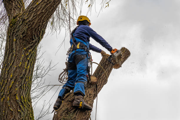 Best Arborist Consultation Services  in New Market, MD