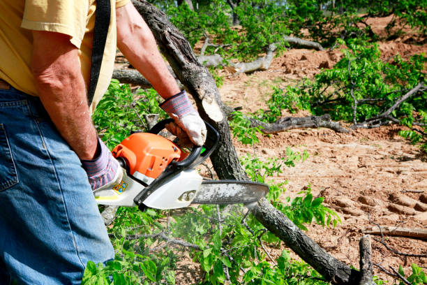 Best Seasonal Cleanup (Spring/Fall)  in New Market, MD
